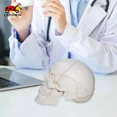 Mô hình đầu lâu tháo rời, mũ giáo viên mầm non - Giá 697.400 VND