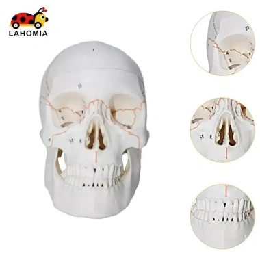 Mô hình đầu lâu tháo rời, mũ giáo viên mầm non - Giá 697.400 VND