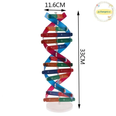 Mô Hình DNA Xoắn Đôi Gen Con Người Pufangnice - Đồ Chơi Khoa Học Giá 100.100₫