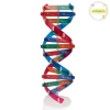 Mô Hình DNA Xoắn Đôi Gen Con Người Pufangnice - Đồ Chơi Khoa Học Giá 100.100₫ 2