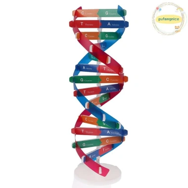 Mô Hình DNA Xoắn Đôi Gen Con Người Pufangnice - Đồ Chơi Khoa Học Giá 100.100₫ 2 Mô Hình DNA Xoắn Đôi Gen Con Người Pufangnice - Đồ Chơi Khoa Học Giá 100.100₫ 2