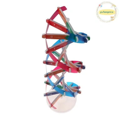Mô Hình DNA Xoắn Đôi Gen Con Người Pufangnice - Đồ Chơi Khoa Học Giá 100.100₫ 3 Mô Hình DNA Xoắn Đôi Gen Con Người Pufangnice - Đồ Chơi Khoa Học Giá 100.100₫ 3
