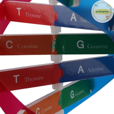 Mô Hình DNA Xoắn Đôi Gen Con Người Pufangnice - Đồ Chơi Khoa Học Giá 100.100₫ 4 Mô Hình DNA Xoắn Đôi Gen Con Người Pufangnice - Đồ Chơi Khoa Học Giá 100.100₫ 4