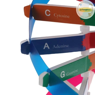 Mô Hình DNA Xoắn Đôi Gen Con Người Pufangnice - Đồ Chơi Khoa Học Giá 100.100₫ 6 Mô Hình DNA Xoắn Đôi Gen Con Người Pufangnice - Đồ Chơi Khoa Học Giá 100.100₫ 6
