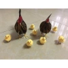 Mô Hình Gà Bố Mẹ 10 Con Xốp Giá Ưu Đãi 35.000 VND - Đồ Chơi Giáo Dục Bé Mầm Non 3