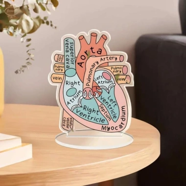 Mô hình trái tim giải phẫu 2D hỗ trợ học tập, giảng dạy cấu trúc tim người, giá ưu đãi 141.900 VND