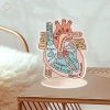 Mô hình trái tim giải phẫu 2D hỗ trợ học tập, giảng dạy cấu trúc tim người, giá ưu đãi 141.900 VND 5