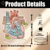 Mô hình trái tim giải phẫu 2D hỗ trợ học tập, giảng dạy cấu trúc tim người, giá ưu đãi 141.900 VND 6