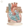 Mô hình trái tim giải phẫu 2D hỗ trợ học tập, giảng dạy cấu trúc tim người, giá ưu đãi 141.900 VND 8