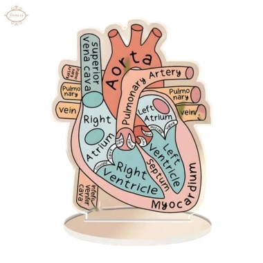 Mô hình trái tim giải phẫu 2D hỗ trợ học tập, giảng dạy cấu trúc tim người, giá ưu đãi 141.900 VND 8 Mô hình trái tim giải phẫu 2D hỗ trợ học tập, giảng dạy cấu trúc tim người, giá ưu đãi 141.900 VND 8