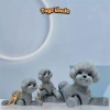 Móc khoá mô hình chó Poodle 3D lúc lắc – Đồ chơi chi tiết cao, giá ưu đãi 129.600₫ 8