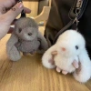 Móc khóa nhẫn lông tơ pompom bunny sang trọng và túi dây chuyền đa năng, quà tặng 60k