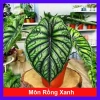 Môn Rồng Xanh Alocasia Dragon Scale - Giảm còn 86.000, lá xanh lấp lánh, trang trí