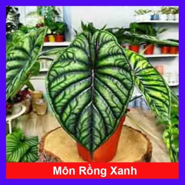 Môn Rồng Xanh Alocasia Dragon Scale - Giảm còn 86.000, lá xanh lấp lánh, trang trí