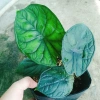 Môn Rồng Xanh Alocasia Dragon Scale - Giảm còn 86.000, lá xanh lấp lánh, trang trí 2