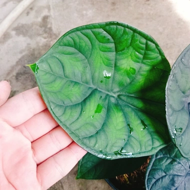 Môn Rồng Xanh Alocasia Dragon Scale - Giảm còn 86.000, lá xanh lấp lánh, trang trí