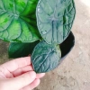 Môn Rồng Xanh Alocasia Dragon Scale - Giảm còn 86.000, lá xanh lấp lánh, trang trí 4