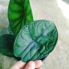 Môn Rồng Xanh Alocasia Dragon Scale - Giảm còn 86.000, lá xanh lấp lánh, trang trí 5