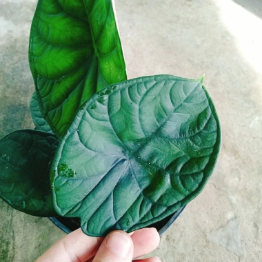 Môn Rồng Xanh Alocasia Dragon Scale - Giảm còn 86.000, lá xanh lấp lánh, trang trí 5 Môn Rồng Xanh Alocasia Dragon Scale - Giảm còn 86.000, lá xanh lấp lánh, trang trí 5