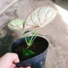 Môn Rồng Xanh Alocasia Dragon Scale - Giảm còn 86.000, lá xanh lấp lánh, trang trí 6