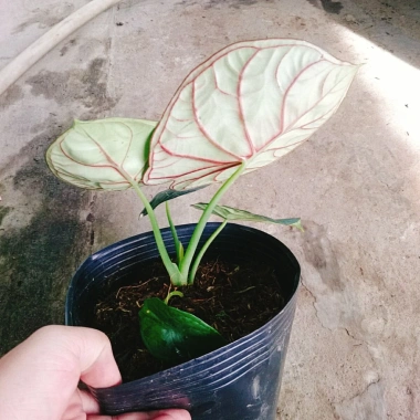 Môn Rồng Xanh Alocasia Dragon Scale - Giảm còn 86.000, lá xanh lấp lánh, trang trí