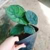 Môn Rồng Xanh Alocasia Dragon Scale - Giảm còn 86.000, lá xanh lấp lánh, trang trí 7