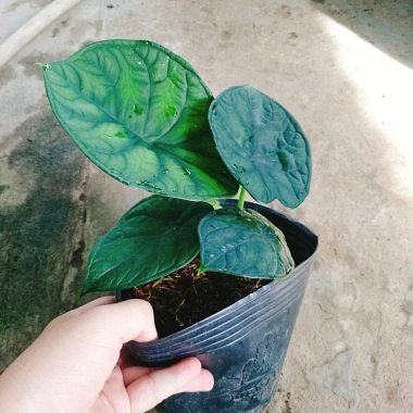 Môn Rồng Xanh Alocasia Dragon Scale - Giảm còn 86.000, lá xanh lấp lánh, trang trí 7 Môn Rồng Xanh Alocasia Dragon Scale - Giảm còn 86.000, lá xanh lấp lánh, trang trí 7