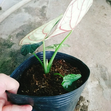 Môn Rồng Xanh Alocasia Dragon Scale - Giảm còn 86.000, lá xanh lấp lánh, trang trí