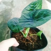 Môn Rồng Xanh Alocasia Dragon Scale - Giảm còn 86.000, lá xanh lấp lánh, trang trí 9