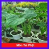 Môn Tai Phật - Cây Đuổi Muỗi Đẹp, Thơm, Giá Chỉ 55.000đ, Giảm Đặc Biệt