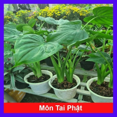 Môn Tai Phật - Cây Đuổi Muỗi Đẹp, Thơm, Giá Chỉ 55.000đ, Giảm Đặc Biệt