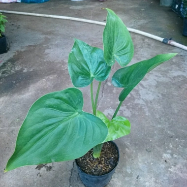 Môn Tai Phật - Cây Đuổi Muỗi Đẹp, Thơm, Giá Chỉ 55.000đ, Giảm Đặc Biệt 2 Môn Tai Phật - Cây Đuổi Muỗi Đẹp, Thơm, Giá Chỉ 55.000đ, Giảm Đặc Biệt 2