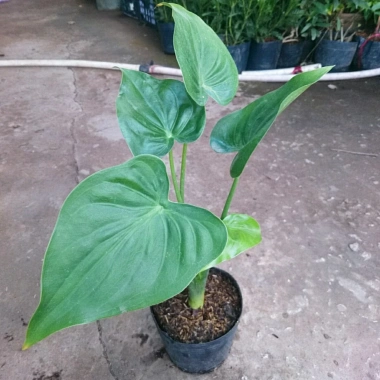 Môn Tai Phật - Cây Đuổi Muỗi Đẹp, Thơm, Giá Chỉ 55.000đ, Giảm Đặc Biệt