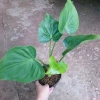 Môn Tai Phật - Cây Đuổi Muỗi Đẹp, Thơm, Giá Chỉ 55.000đ, Giảm Đặc Biệt 6