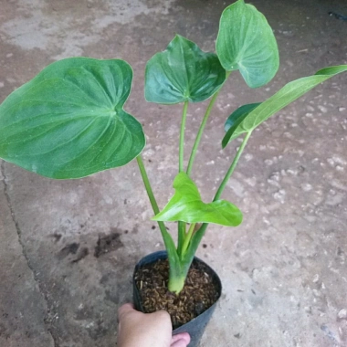 Môn Tai Phật - Cây Đuổi Muỗi Đẹp, Thơm, Giá Chỉ 55.000đ, Giảm Đặc Biệt 7 Môn Tai Phật - Cây Đuổi Muỗi Đẹp, Thơm, Giá Chỉ 55.000đ, Giảm Đặc Biệt 7