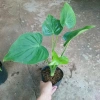 Môn Tai Phật - Cây Đuổi Muỗi Đẹp, Thơm, Giá Chỉ 55.000đ, Giảm Đặc Biệt 8