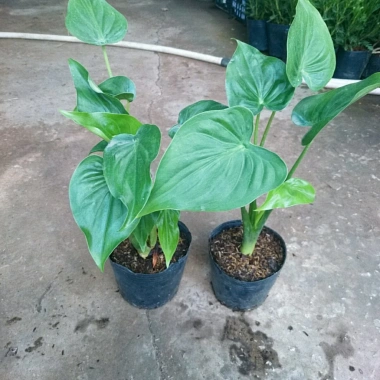 Môn Tai Phật - Cây Đuổi Muỗi Đẹp, Thơm, Giá Chỉ 55.000đ, Giảm Đặc Biệt