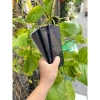 Motorola Razr 40S 2.023 máy đẹp nguyên zin, màn hình 144Hz, 2 SIM, RAM 16/256GB, chụp hình siêu đẹp giá 6,290,000₫ 5