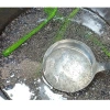Mủ Chôm hạt chia + đường phèn – Hỗ trợ sức khoẻ, nhiều lần, giảm còn 53.000đ 6