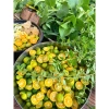 Mua 1 Tặng 1 Siro Ho Thảo Mộc Húng Chanh Thanh Tùng - Giá chỉ 189.000đ 4