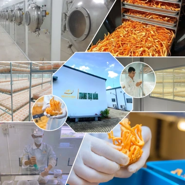 MUA 3 TẶNG 1 Đông Trùng Hạ Thảo Khô Sấy Thượng Hạng 10g Thăng Hoa Minhs Farm - 850k