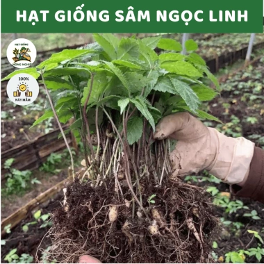 Mua 5 Tặng 1 Hạt Giống Nhân Sâm Ngọc Linh – 198,090₫, Tăng Năng Lượng Tự Nhiên Mua 5 Tặng 1 Hạt Giống Nhân Sâm Ngọc Linh – 198,090₫, Tăng Năng Lượng Tự Nhiên