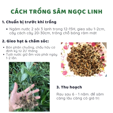 Mua 5 Tặng 1 Hạt Giống Nhân Sâm Ngọc Linh – 198,090₫, Tăng Năng Lượng Tự Nhiên 2 Mua 5 Tặng 1 Hạt Giống Nhân Sâm Ngọc Linh – 198,090₫, Tăng Năng Lượng Tự Nhiên 2