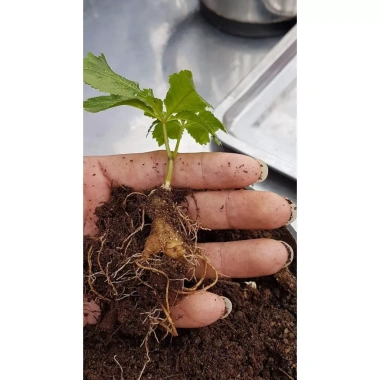 Mua 5 Tặng 1 Hạt Giống Nhân Sâm Ngọc Linh – 198,090₫, Tăng Năng Lượng Tự Nhiên