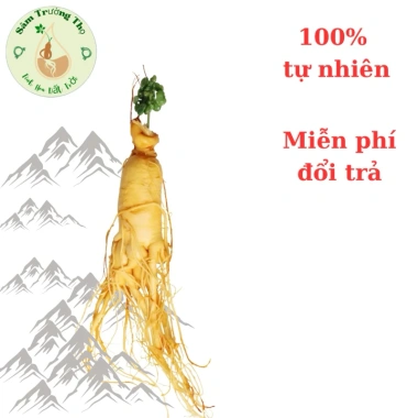 Mua 5 tặng 1 Nhân Sâm Nguyên Củ 100mg Có Hoa - Nhân Sâm Núi Trường Bạch ưu đãi