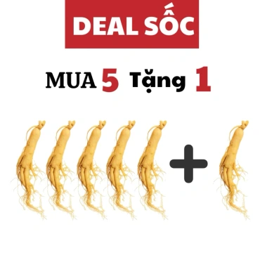 Mua 5 tặng 1 Nhân Sâm Nguyên Củ 100mg Có Hoa - Nhân Sâm Núi Trường Bạch ưu đãi