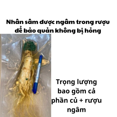Mua 5 tặng 1 Nhân Sâm Nguyên Củ 150g Núi Trường Bạch – Giảm giá 20% chỉ 84.000₫ 5