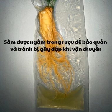 Mua 5 Tặng 1 Nhân Sâm Tươi Núi Trường Bạch 250g + Củ 50g - Dùng Ngâm Rượu, Không Hoa, Giá Ưu Đãi 212.000₫ 7