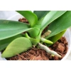 Mụn Xơ Dừa 1kg - Xơ dừa sơ chế dùng trồng cây, giá chỉ 18.000đ, chất lượng cao 5