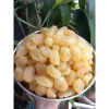 Mứt chanh non sấy dẻo 500g - Giảm ho, giảm đau họng, ăn vặt ngon, chỉ 45.000₫